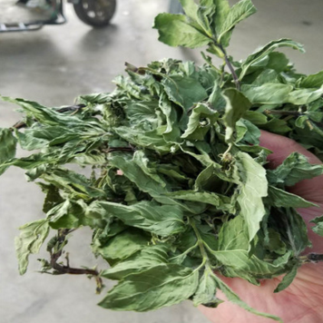 烘干薄荷叶 新鲜整棵薄荷 自家农场种植 薄荷花草茶 厂家直销图1