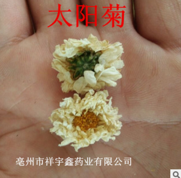 批发供应花草茶 黄山特产贡菊花 太阳花 菊花茶 白菊花 量大从优图3
