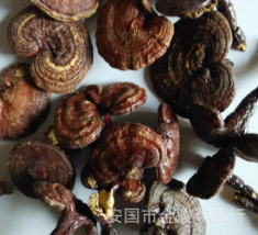 灵芝增强免疫力抗癌泡酒煲汤泡茶泡澡使用方便大量批发图1
