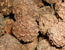 专业供应金刚菩提子 金刚菩提批发 通货金线菩提子原子原料图3