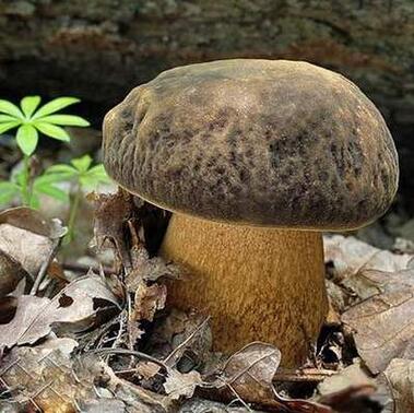 云南新鲜黑牛肝 牛肝菌图3
