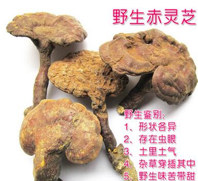灵芝 野生灵芝批发 帽径10公分以上 野生灵芝菌图3