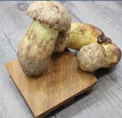 白葱菌批发 特级云南白葱菌 野生黄牛肝菌 白葱冻品 现货图2