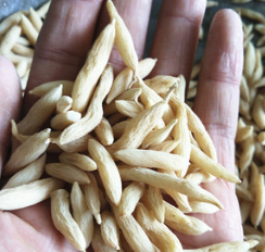【批发零售各类中药材】肉苁蓉 硬大芸片 大云片 优质泡酒专用图1
