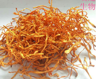 虫草批发 提取 厂家直销 虫草花 虫草粉 虫草片 蛹虫c图1