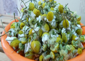 【洋甘菊】 散装花草茶批发 进口洋甘菊花茶/德国有机洋甘菊 美容图1