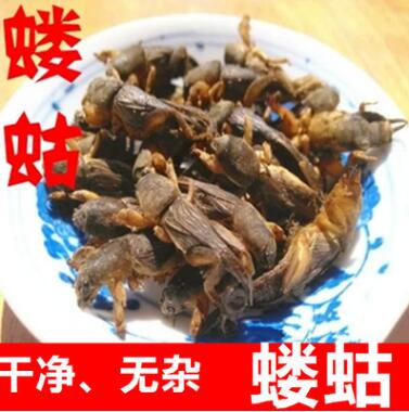 中药材直销 蝼蛄图1