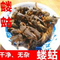 中药材直销 蝼蛄