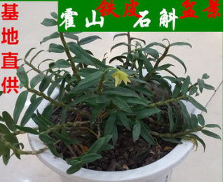 【优质供应】优质霍山石斛盆景 霍山铁皮石斛 雨松牌霍山石斛盆景图2