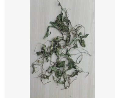 中草药材 蒲公英干货 蒲公英茶 蒲公英草 婆婆丁产地直销图3