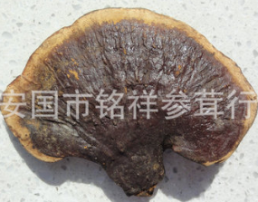 紫灵芝批发 海南野生紫芝 野生紫灵芝紫芝 海南无柄紫芝批发图3