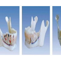 下颌骨解剖模型