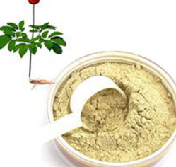 云南文山三七三七粉田七粉超细粉批发热卖种植产地直销批发图2