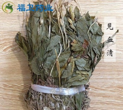 福卫药业 见血清 批发冷背药材 见血青