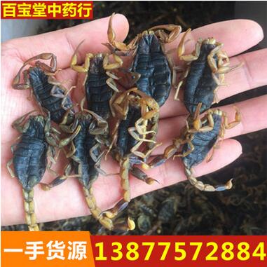 批发零售 野生大个盐水全蝎子 全虫 蝎子干 质量保证 价格优惠图1