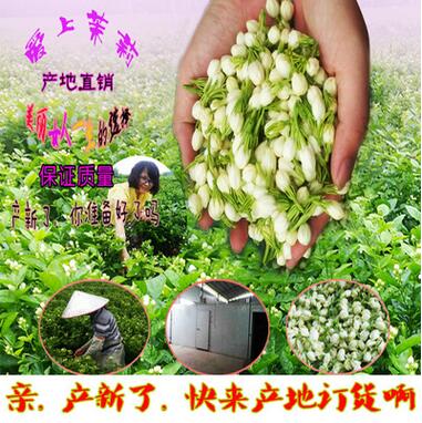 茉莉花茶 茉莉花 茉莉花瓣 茉莉花半开 产地直销广西批发图1