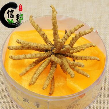 冬虫夏草 4000条 选货足干 产地西藏那曲 假一罚万图1