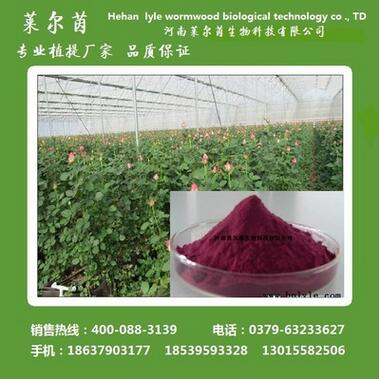玫瑰果多酚10-40% 河南莱尔茵 厂家直销图1