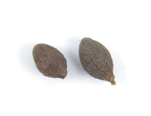 中药材 胖大海 茶花草茶 特级胖大海 胖大海茶500克图2