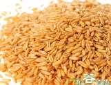 供应低温烘焙原料 熟黄豆批发 五谷磨房 现磨豆浆原料 磨粉专用图3
