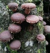 农家自产树香菇 土特产 批发椴木香菇 干货新鲜 特级花香菇 中朵图1