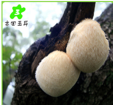 批发销售 新鲜特级猴头菇干货 猴头菇猴头菌干货图1