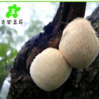 批发销售 新鲜特级猴头菇干货 猴头菇猴头菌干货