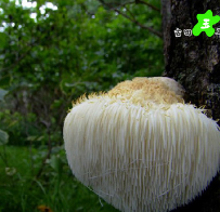 批发销售 新鲜特级猴头菇干货 猴头菇猴头菌干货图3