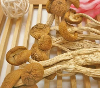 厂家直销 特级天然茶树菇冰菇 高品质古田特级茶薪菇图2