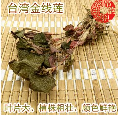 金线莲图1