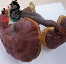 木灵芝个灵芝图1