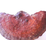 中药灵芝 野生灵芝 泡子粉 养身补品 原生态健康品图1