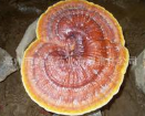中药灵芝 野生灵芝 泡子粉 养身补品 原生态健康品图3