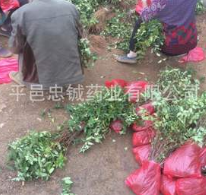 新品种金银花苗 药用金银花苗 直立成树形的金银花苗【北花一号】图2