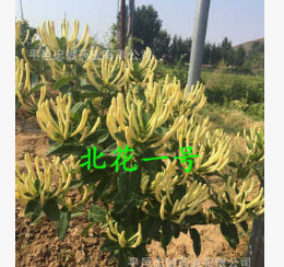 正品金银花种植首选【北花一号】不开花的金银花图3