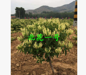 基地直销正品金银花苗 花蕾可保持10天以上不开花【北花一号】图2