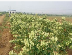 基地直销正品金银花苗 花蕾可保持10天以上不开花【北花一号】图3