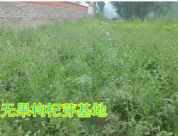 (全国出售)优质产区叶用枸杞苗 菜用枸杞苗图3