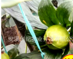 云南中药材种子批发重楼种子 种苗七叶一枝花独脚莲种子重楼种子图1