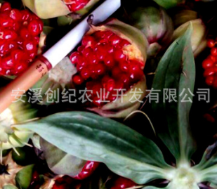 云南中药材种子批发重楼种子 种苗七叶一枝花独脚莲种子重楼种子图2