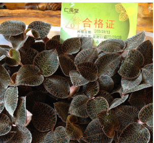 仁溪堂福建金线莲鲜品 125克精选养生植物膳食原药材干品养生茶图2