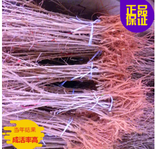 一年生枸杞苗价格 优质枸杞苗哪里多图1