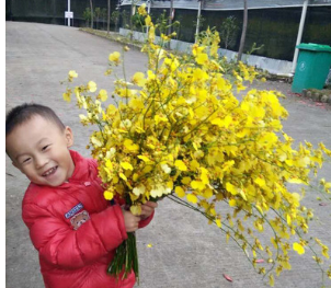 鲜切花批发优质文心兰跳舞兰 家居 婚礼花店插花 兰花基地直供图1