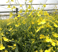鲜切花批发优质文心兰跳舞兰 家居 婚礼花店插花 兰花基地直供图3