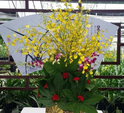 文心兰10枝/扎 家居 婚礼 花店插花 基地直供鲜切花跳舞兰批发图3