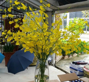 文心兰鲜切花跳舞兰新鲜花卉批发花束 家居婚礼花店插花 基地直供图2