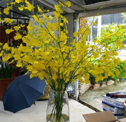 文心兰10枝/扎 福建屏南白水洋兰花基地直供鲜切花跳舞兰 批发图2
