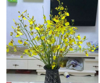 花卉批发 基地直供家居婚礼兰花植物鲜花束 文心兰鲜切花跳舞兰图1
