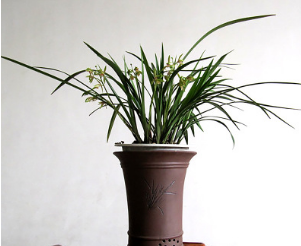 批发室内盆栽花卉植物—兰花/建兰福建省屏南白水洋兰花基地直供图1