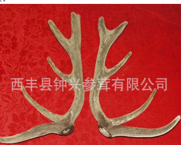 大量供应 西丰钟兴马鹿茸 精品鹿茸 支持混批图1